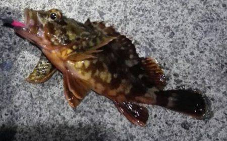 焼津　石津浜太刀魚ジギング＆ふぃっしゅーな釣果